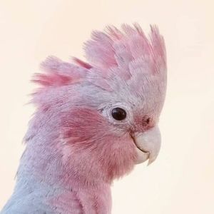 Meet your Posher, Elisa